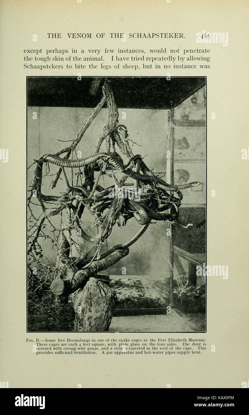 Les serpents d'Afrique du Sud (page 485) BHL11476867 Banque D'Images