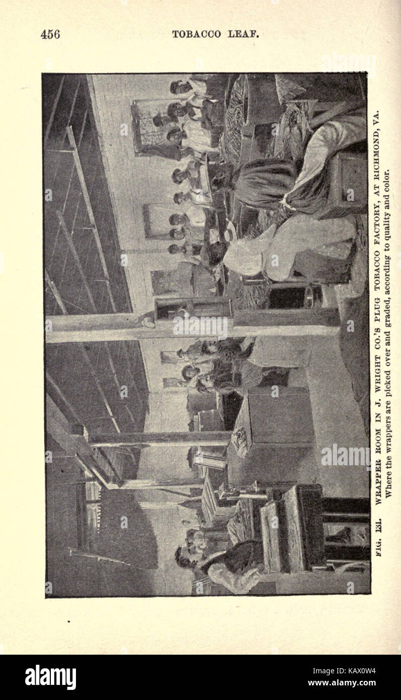 Feuille de tabac de sa culture et la guérison, la commercialisation et la fabrication (page 456) BHL17932202 Banque D'Images