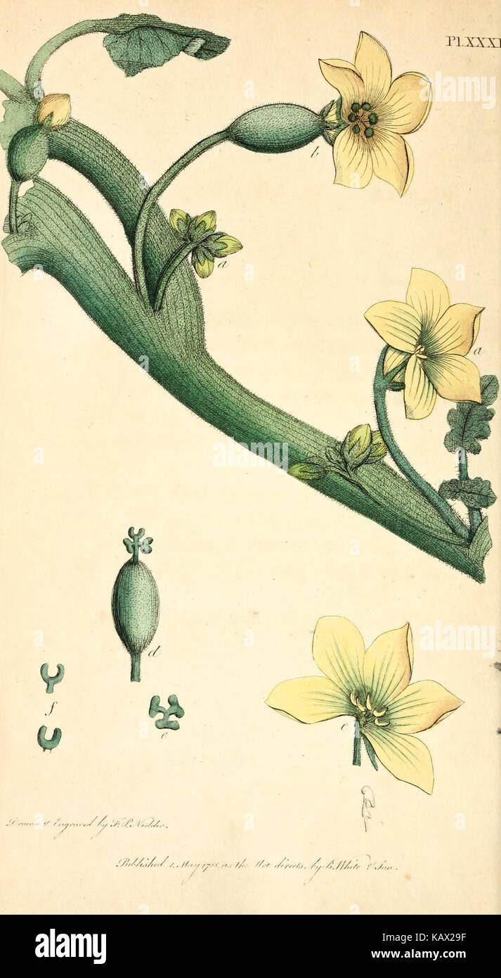 Cette œuvre, créée par Carl von Linné et Jean-Jacques Rousseau, présente 38 illustrations botaniques avec des explications détaillées, offrant un aperçu de la classification et de la systématique des plantes. C'est une contribution significative à l'étude de la botanique du XVIIIe siècle. Banque D'Images
