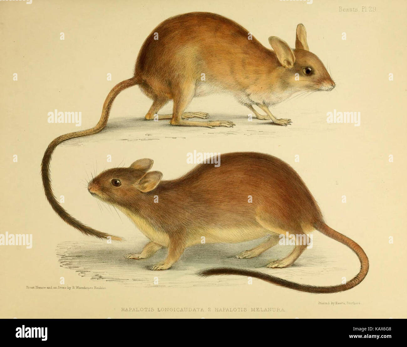 Page tirée de la publication scientifique détaillant les découvertes zoologiques du voyage de H.M.S. Erebus and Terror, expédition navale britannique du milieu du XIXe siècle. Banque D'Images