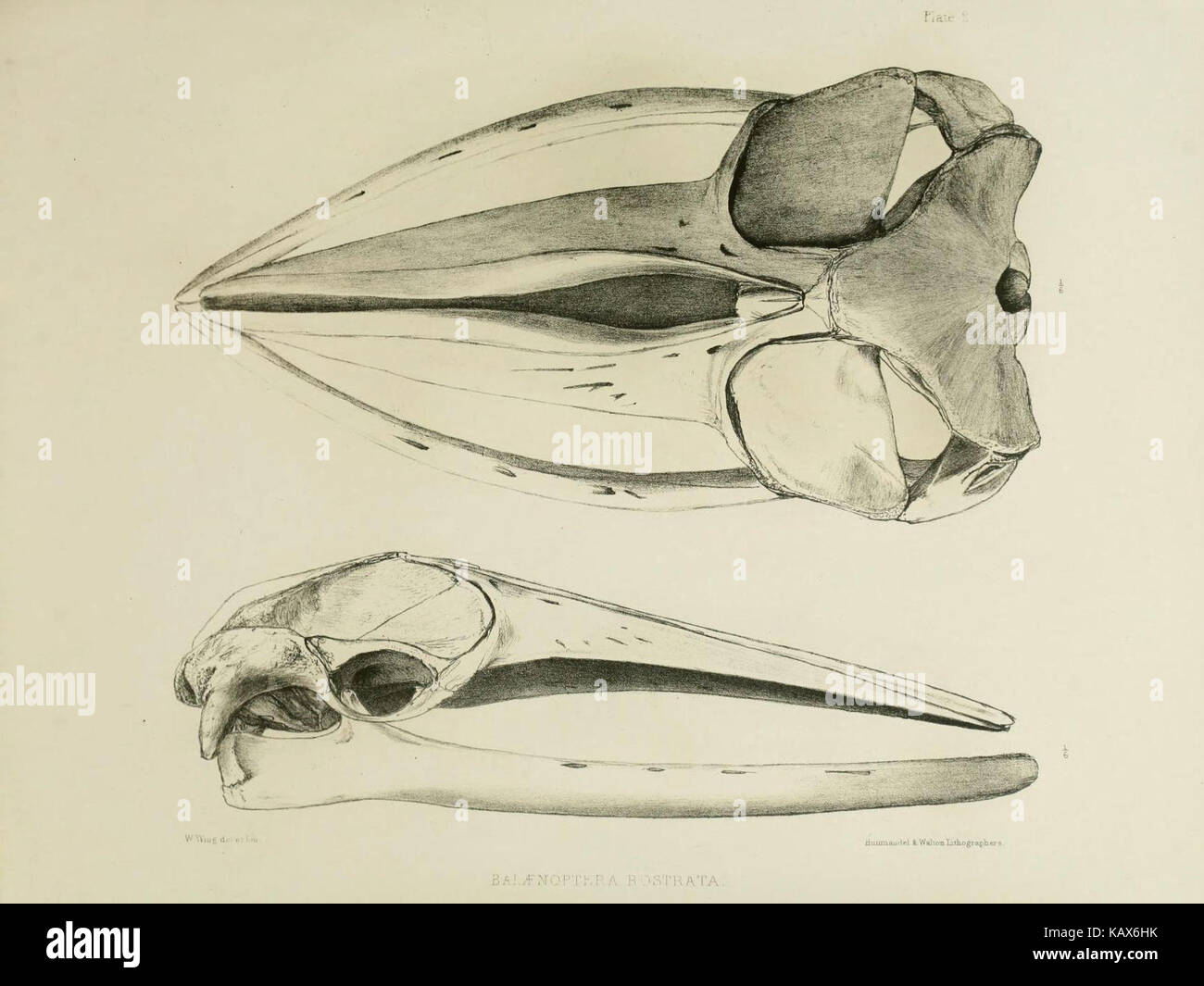 La zoologie du voyage du H.M.S. Erebus et Terror (6257842257) Banque D'Images
