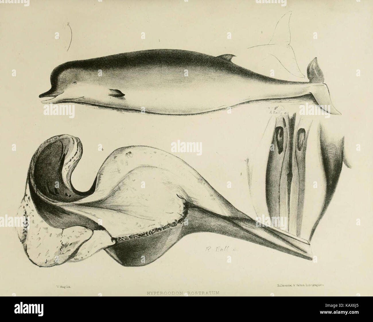 Un travail scientifique détaillant la zoologie du voyage du H.M.S. Erebus et Terror. Le livre traite des différentes espèces animales observées au cours de l'expédition. Banque D'Images