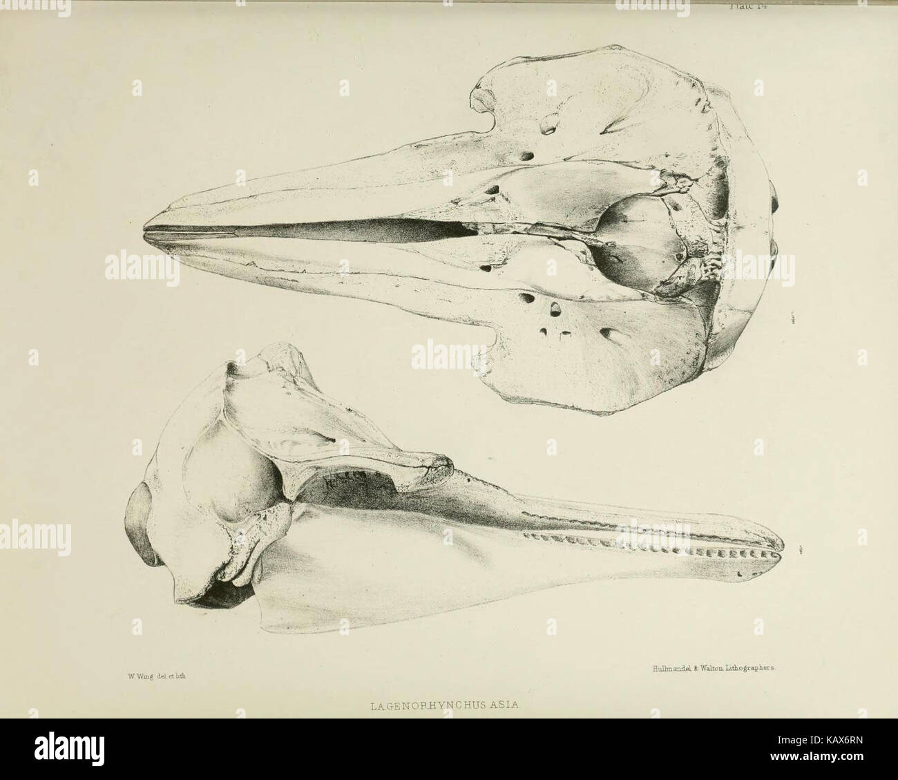 Ce livre documente les découvertes zoologiques de l'expédition H.M.S. Erebus and Terror (1839-43), qui a exploré l'Antarctique, l'Australie et la Nouvelle-Zélande. Il comprend des dessins et des observations scientifiques de la faune rencontrée pendant le voyage. Banque D'Images