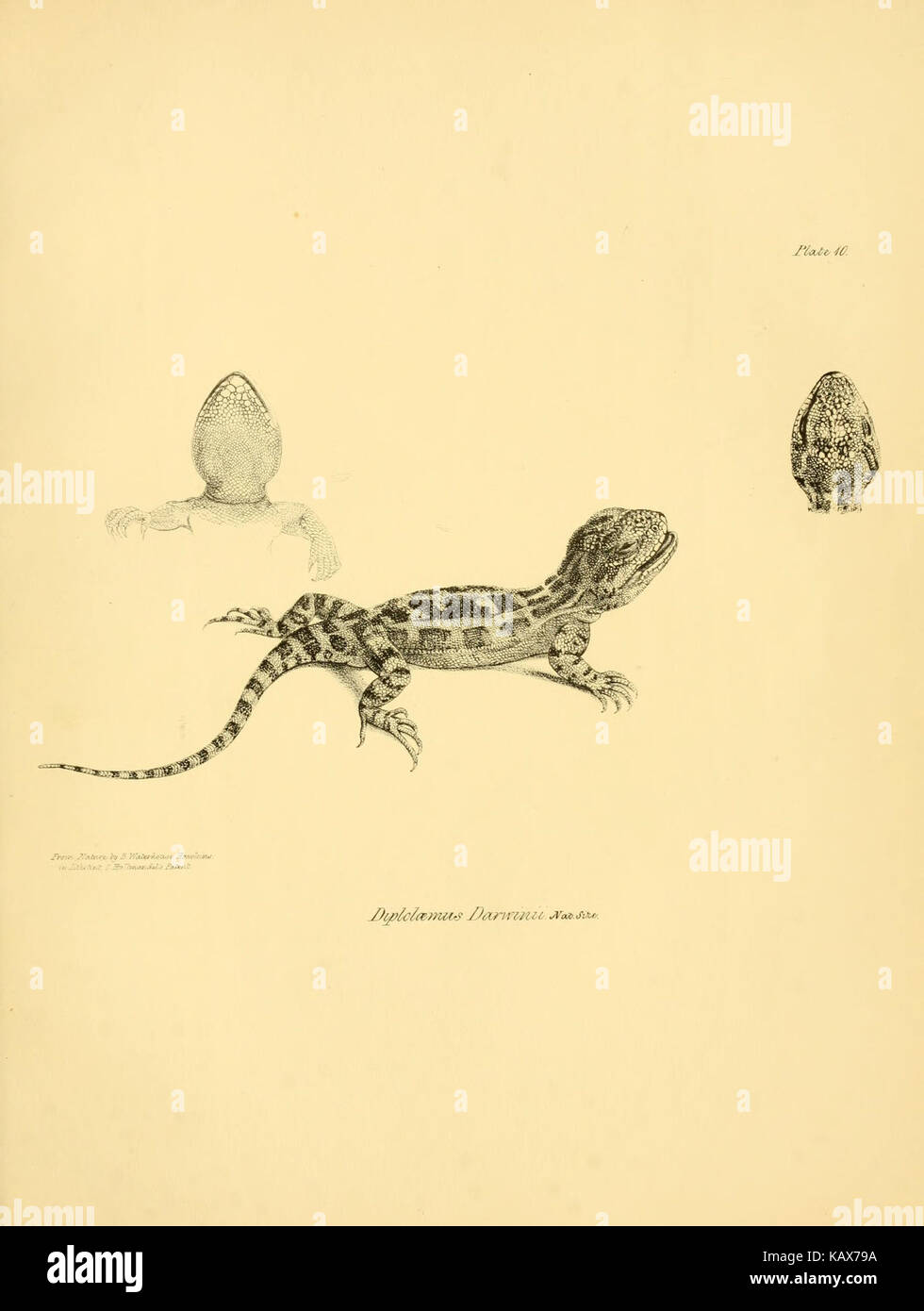 La zoologie du voyage de H.M.S. Beagle (Reptiles Pl. 10) BHL14062234 Banque D'Images