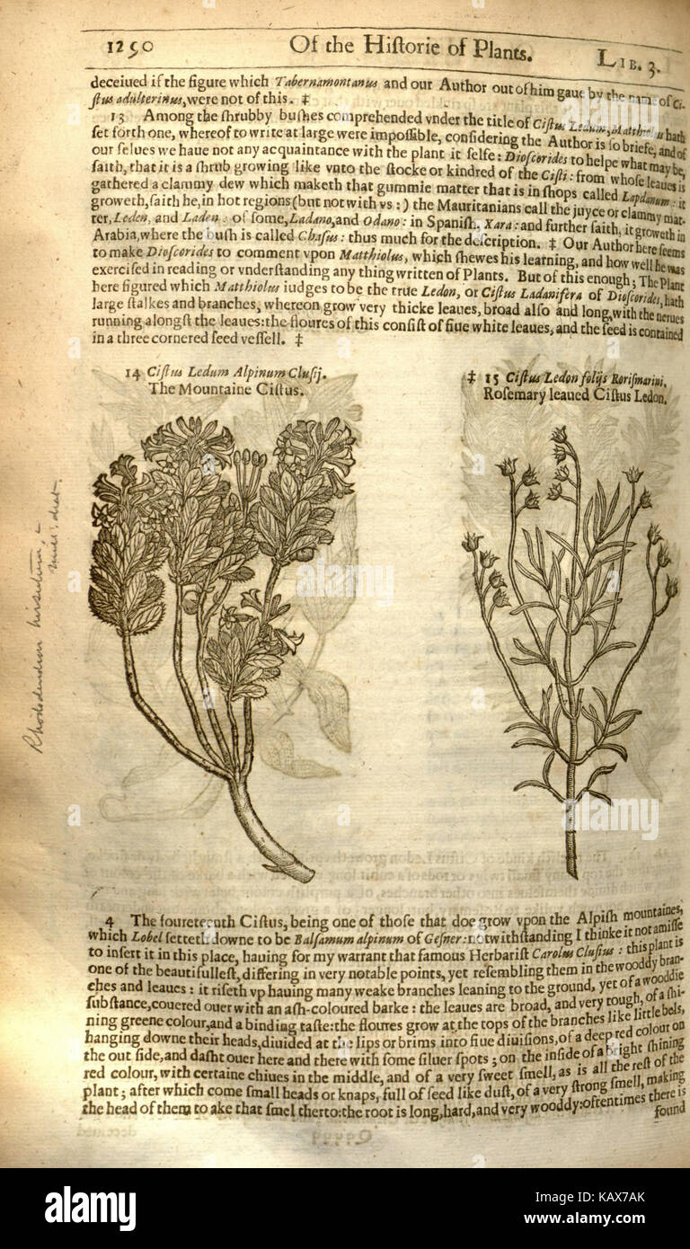 L'herball, ou, Generall historie de plantes (page 1290) BHL8437975 Banque D'Images