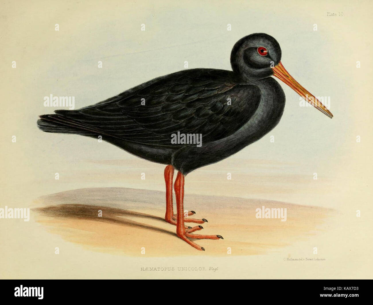 'The Zoology of the voyage of the H.M.S. Erebus and Terror' détaille les observations scientifiques faites lors de l'expédition Antarctique et australienne de 1839-1843. Le livre comprend des illustrations des espèces rencontrées et offre un aperçu complet des découvertes zoologiques au cours du voyage. Banque D'Images