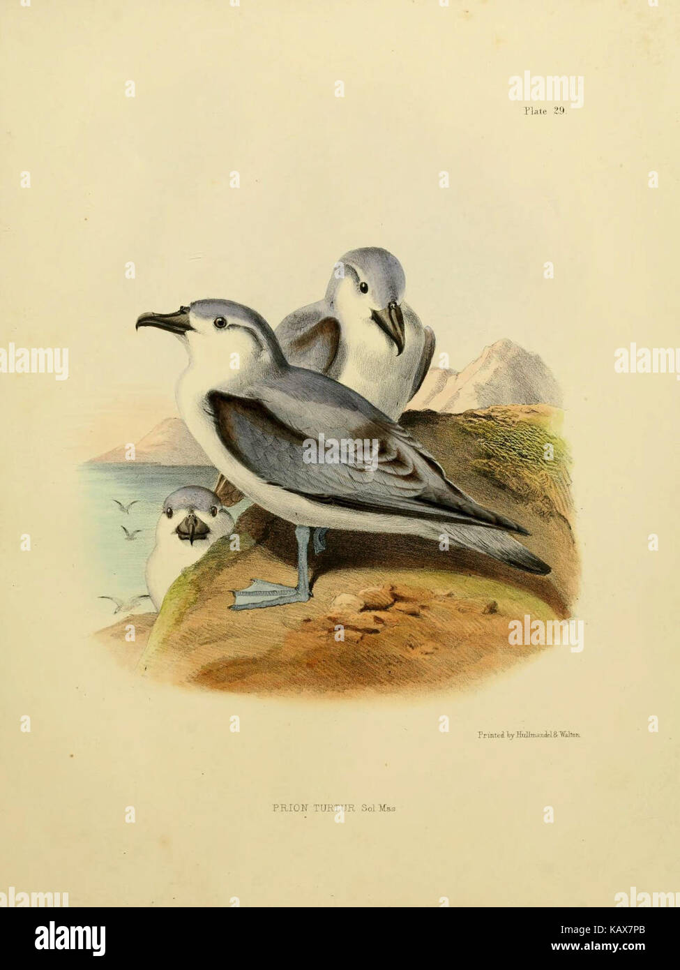 Cette image est tirée de 'la Zoologie du voyage du H.M.S. Erebus et de la terreur', documentant les découvertes biologiques de la célèbre expédition antarctique. Banque D'Images
