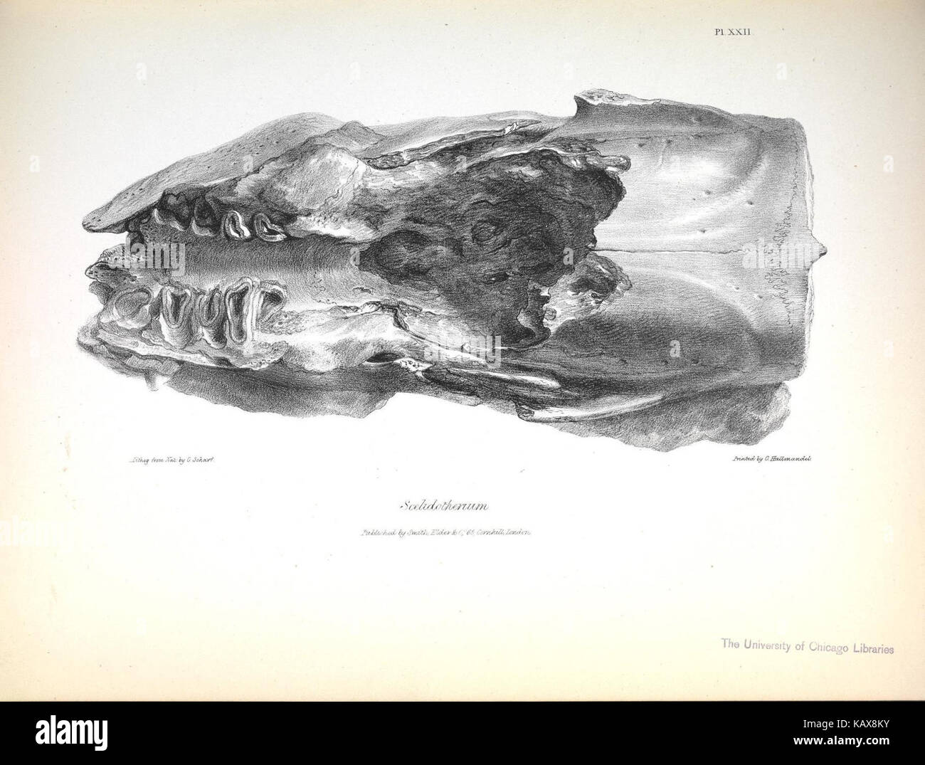 Cette illustration tirée de la « Zoologie du voyage de H.M.S. Beagle » représente diverses espèces observées au cours du célèbre voyage de Charles Darwin, mettant en évidence des oiseaux, des mammifères et des fossiles rencontrés en Amérique du Sud. C'est une contribution significative à l'histoire naturelle et à la paléontologie, avec des dessins détaillés de la faune et des espèces anciennes. Banque D'Images