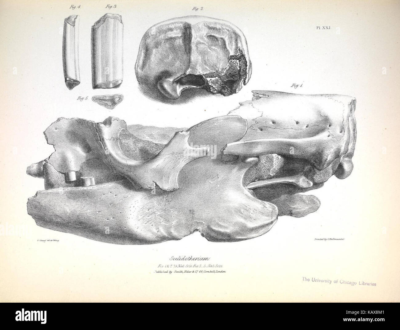 Un dessin tiré de « la zoologie du voyage de H.M.S. Beagle », mettant en valeur la faune observée au cours de la célèbre expédition menée par Charles Darwin. Cette planche particulière représente des espèces étudiées entre 1831 et 1836, contribuant au domaine de la zoologie et de la science de l'évolution. Banque D'Images