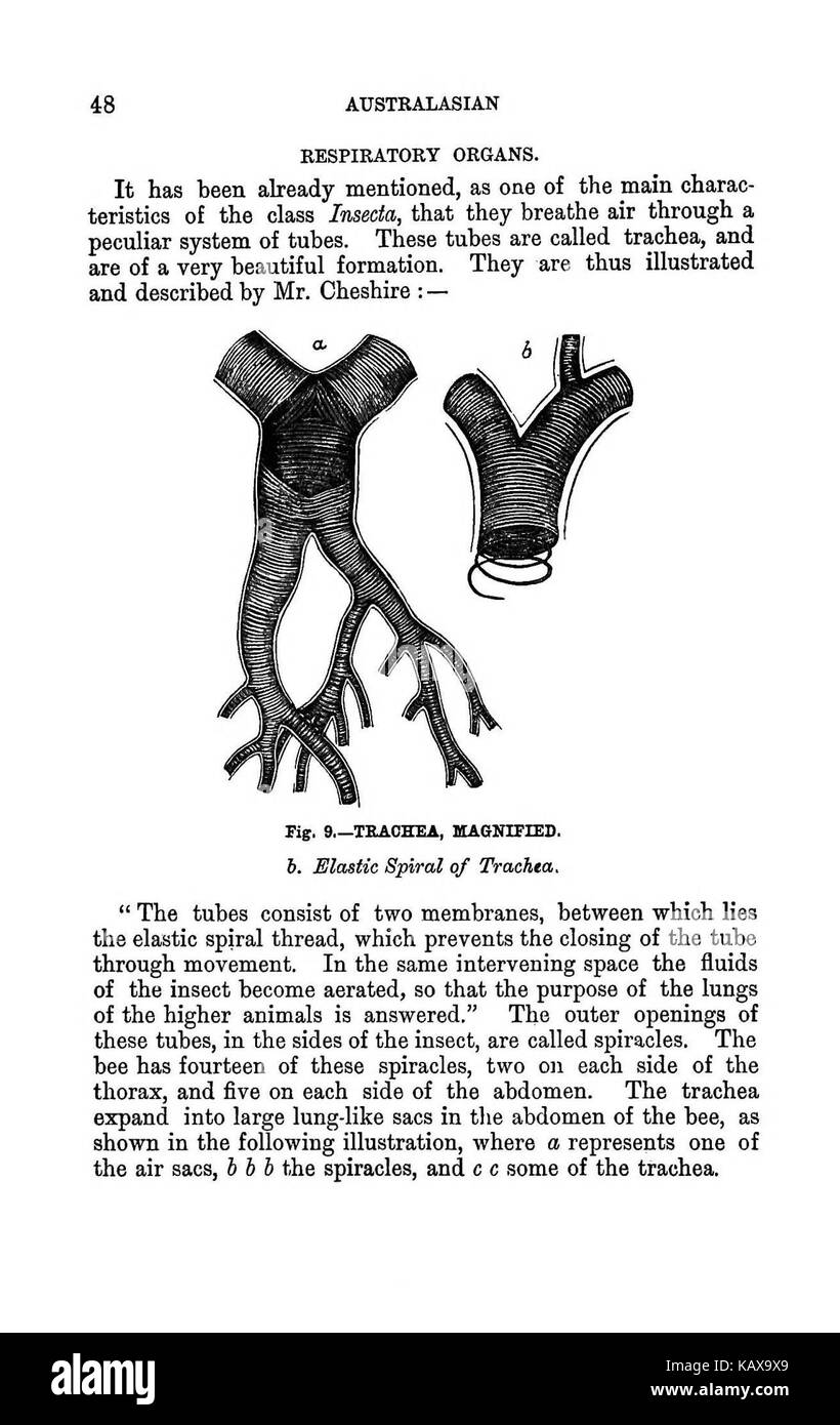 L'Australasian illustré manuel d'abeilles et l'apiculture moderne guide complet de la culture dans l'hémisphère sud BHL38562729 Banque D'Images