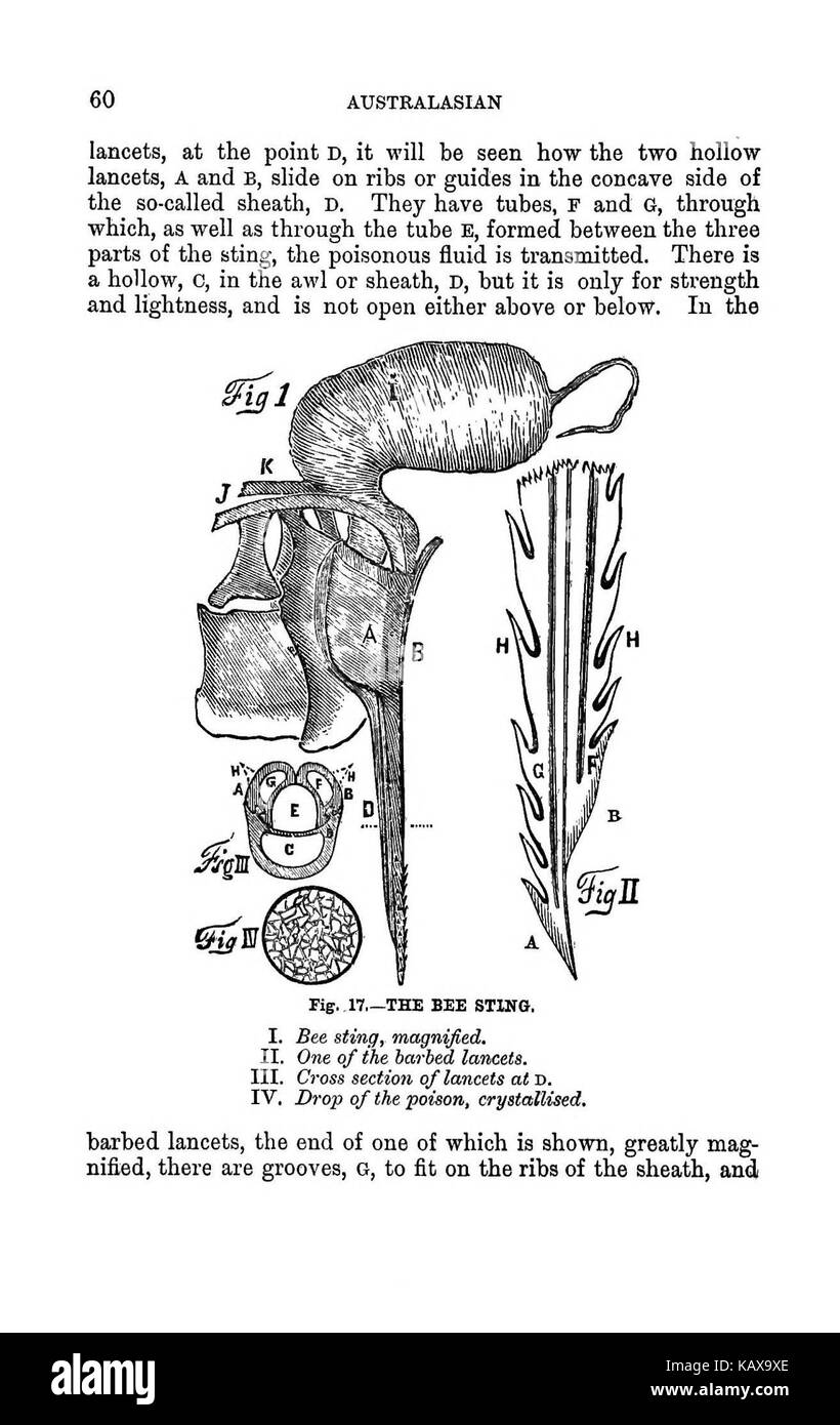 L'Australasian illustré manuel d'abeilles et l'apiculture moderne guide complet de la culture dans l'hémisphère sud BHL38562741 Banque D'Images