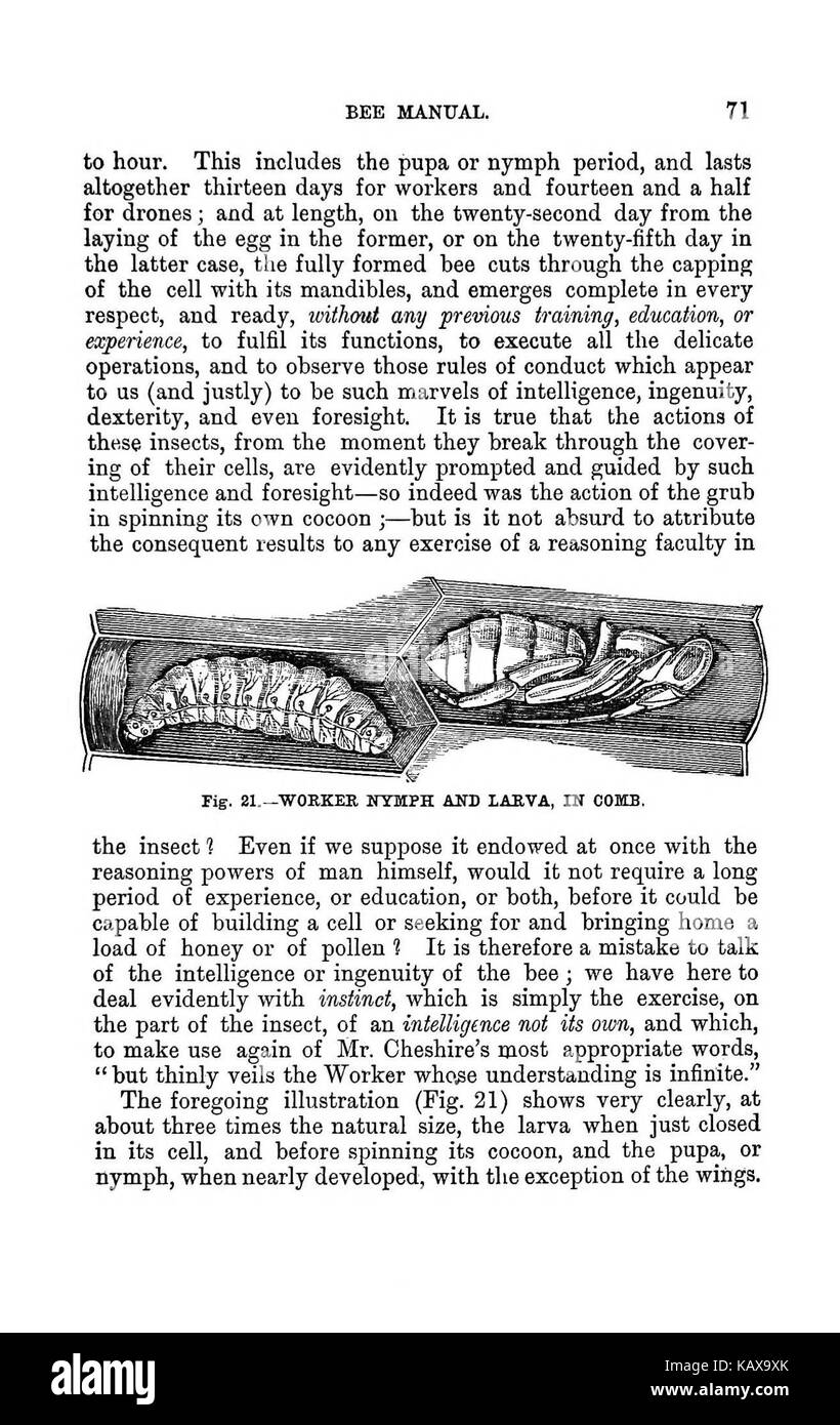 L'Australasian illustré manuel d'abeilles et l'apiculture moderne guide complet de la culture dans l'hémisphère sud BHL38562752 Banque D'Images