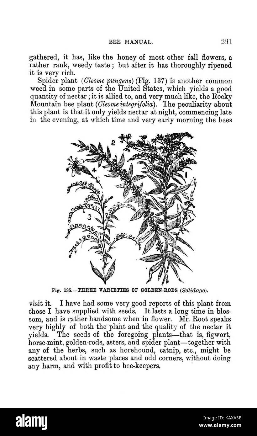L'Australasian illustré manuel d'abeilles et l'apiculture moderne guide complet de la culture dans l'hémisphère sud BHL38562972 Banque D'Images