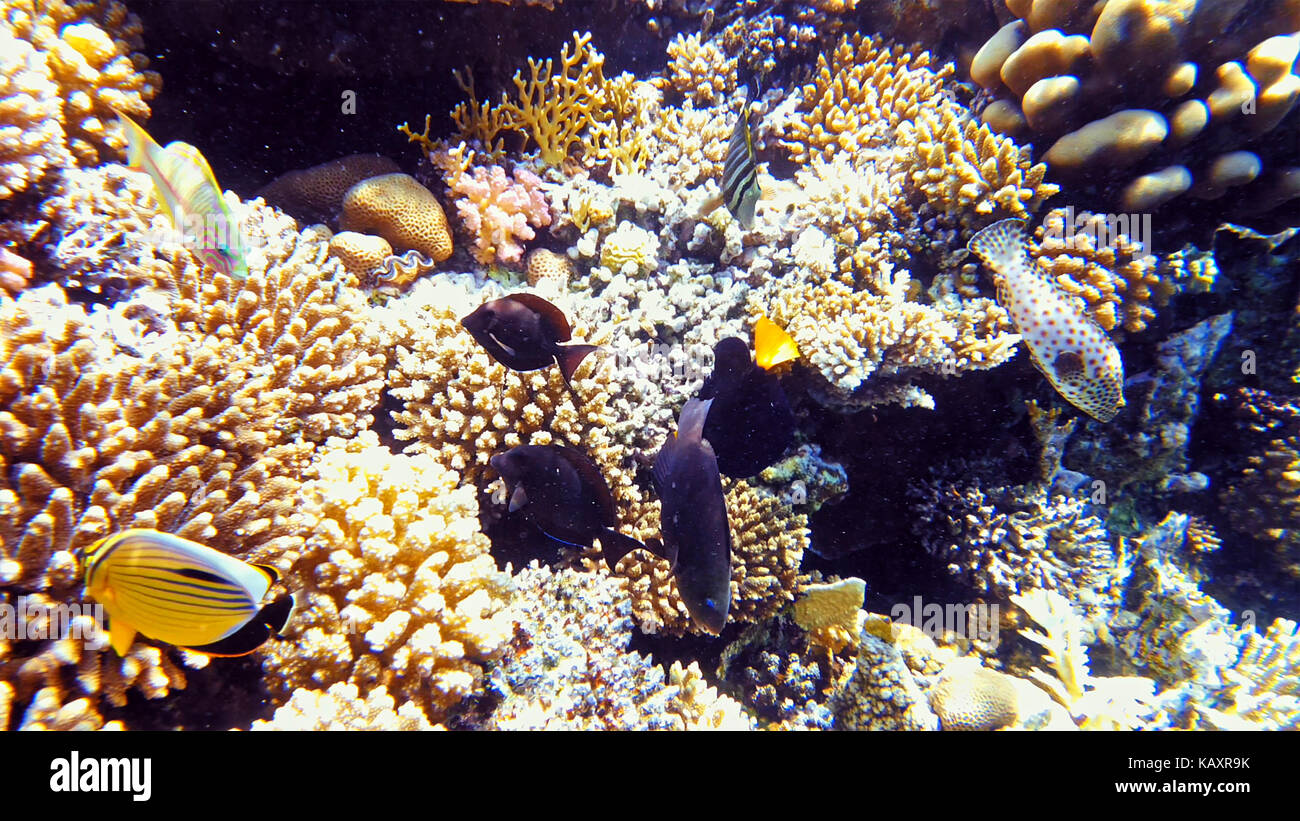 Poissons tropicaux et sous-marines des récifs coralliens colorés Banque D'Images
