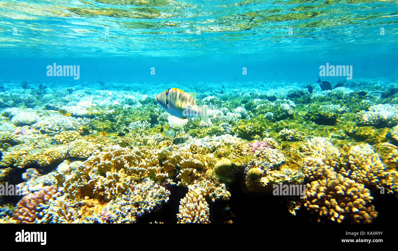 Poissons tropicaux et sous-marines des récifs coralliens colorés Banque D'Images