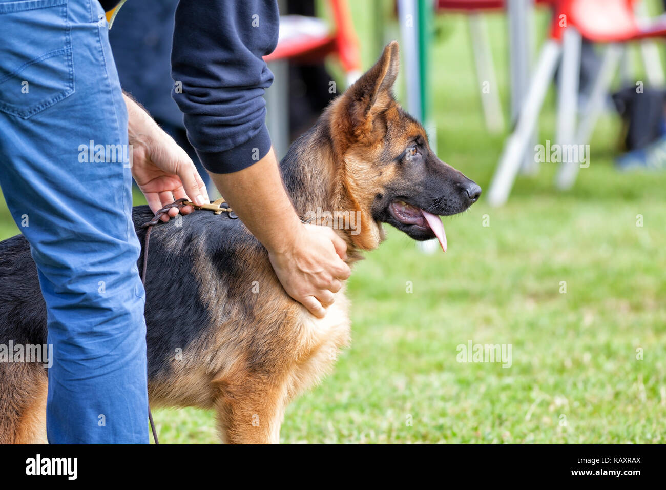 La formation des chiens de berger allemand. Banque D'Images