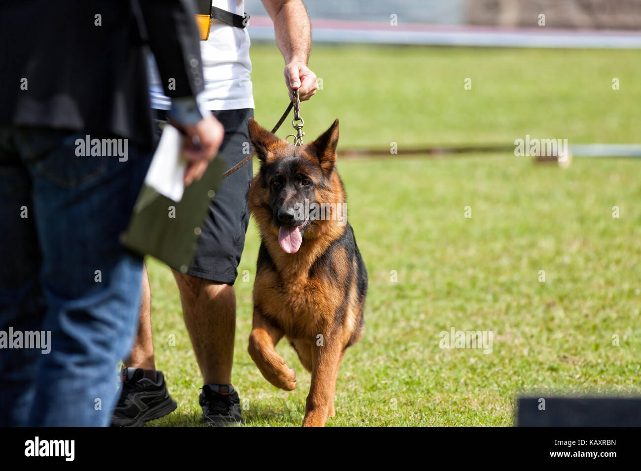 La formation des chiens de berger allemand. Banque D'Images