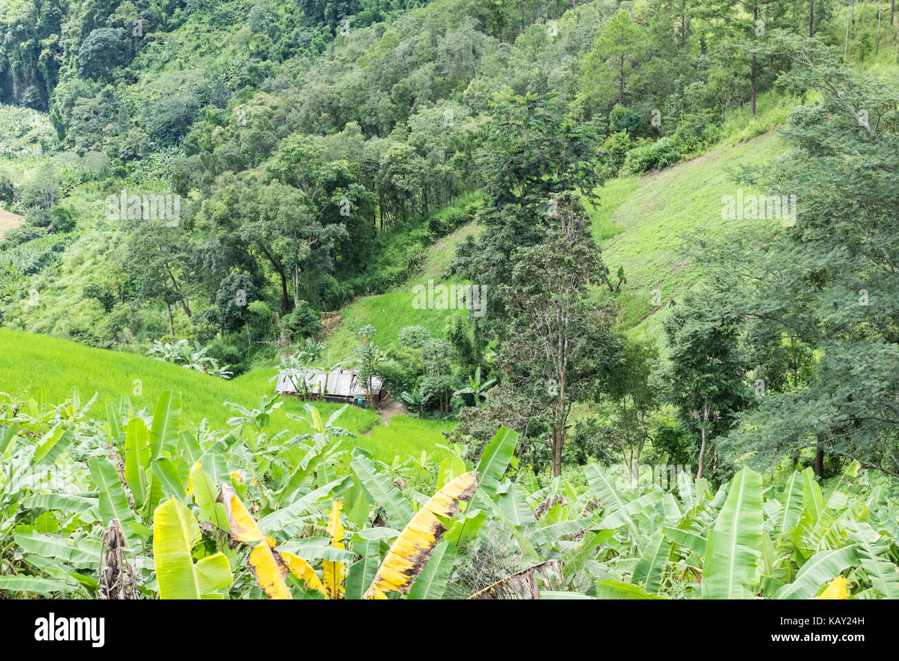 Les rizières en terrasse à flanc de Chiangmai, Thaïlande. paysage naturel de la culture du riz, l'agriculture à la ferme. Banque D'Images