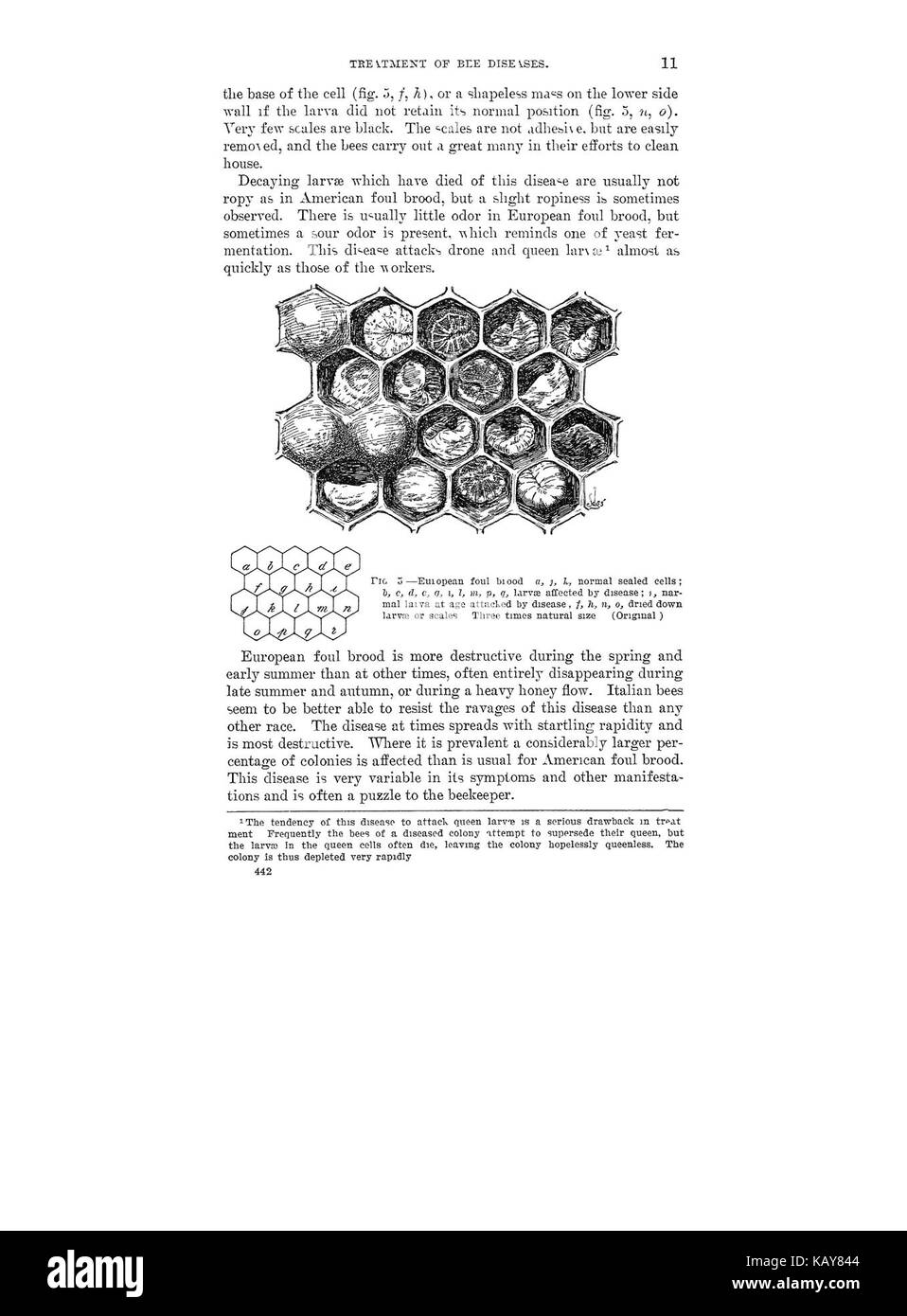 Le traitement des maladies de l'abeille (page 11) BHL42459333 Banque D'Images