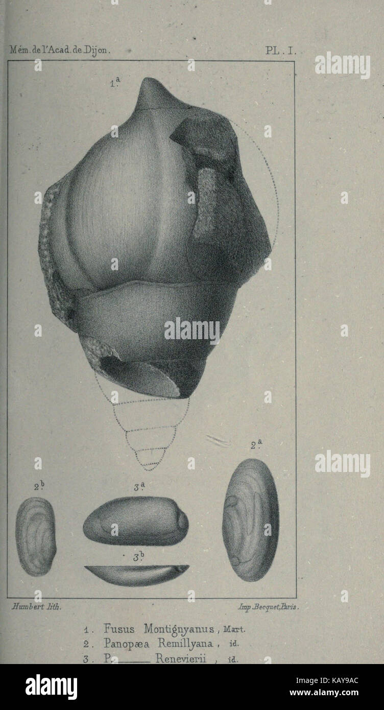 La zone a Avicula contorta BHL22982682 Banque D'Images