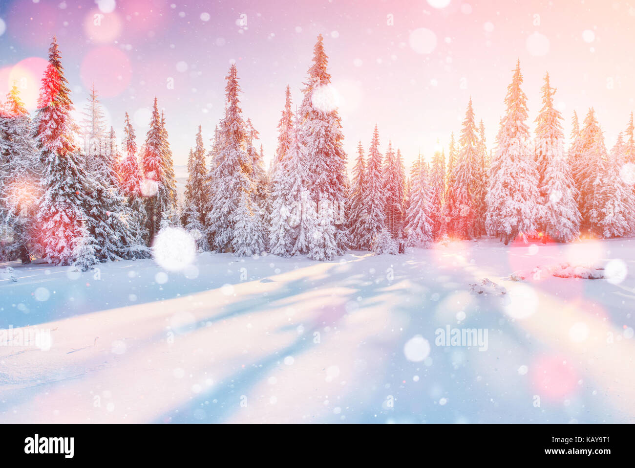 Paysage d'hiver mystérieux des montagnes majestueuses en hiver. Magical  Winter arbre couvert de neige. photo Carte de vœux. bokeh effet lumière,  filtre soft Photo Stock - Alamy