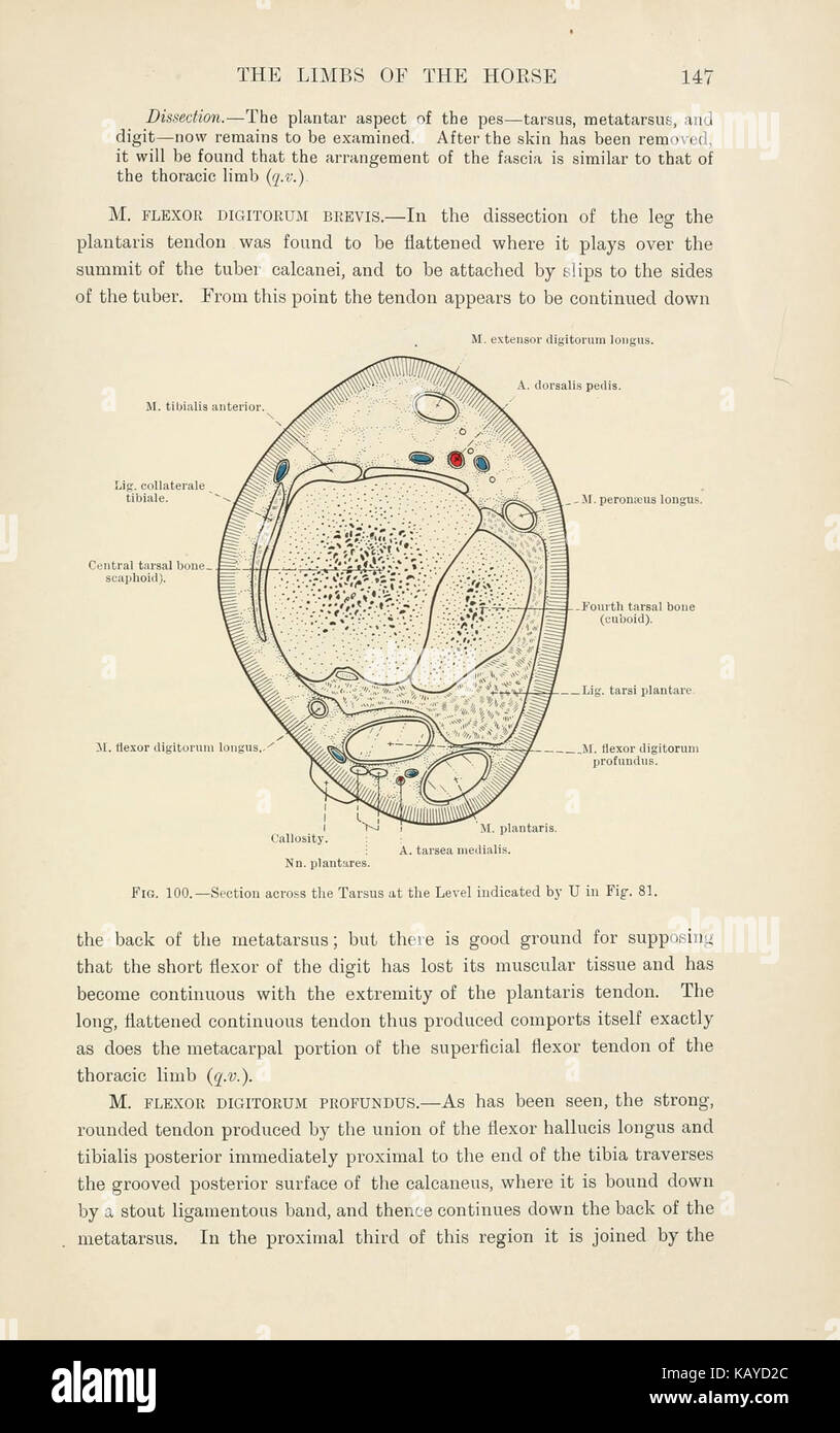 Cette page de 'L'anatomie topographique des membres du cheval' illustre la structure anatomique détaillée des membres du cheval. Il fournit des informations essentielles sur la biologie équine et est précieux pour l'étude vétérinaire. Banque D'Images