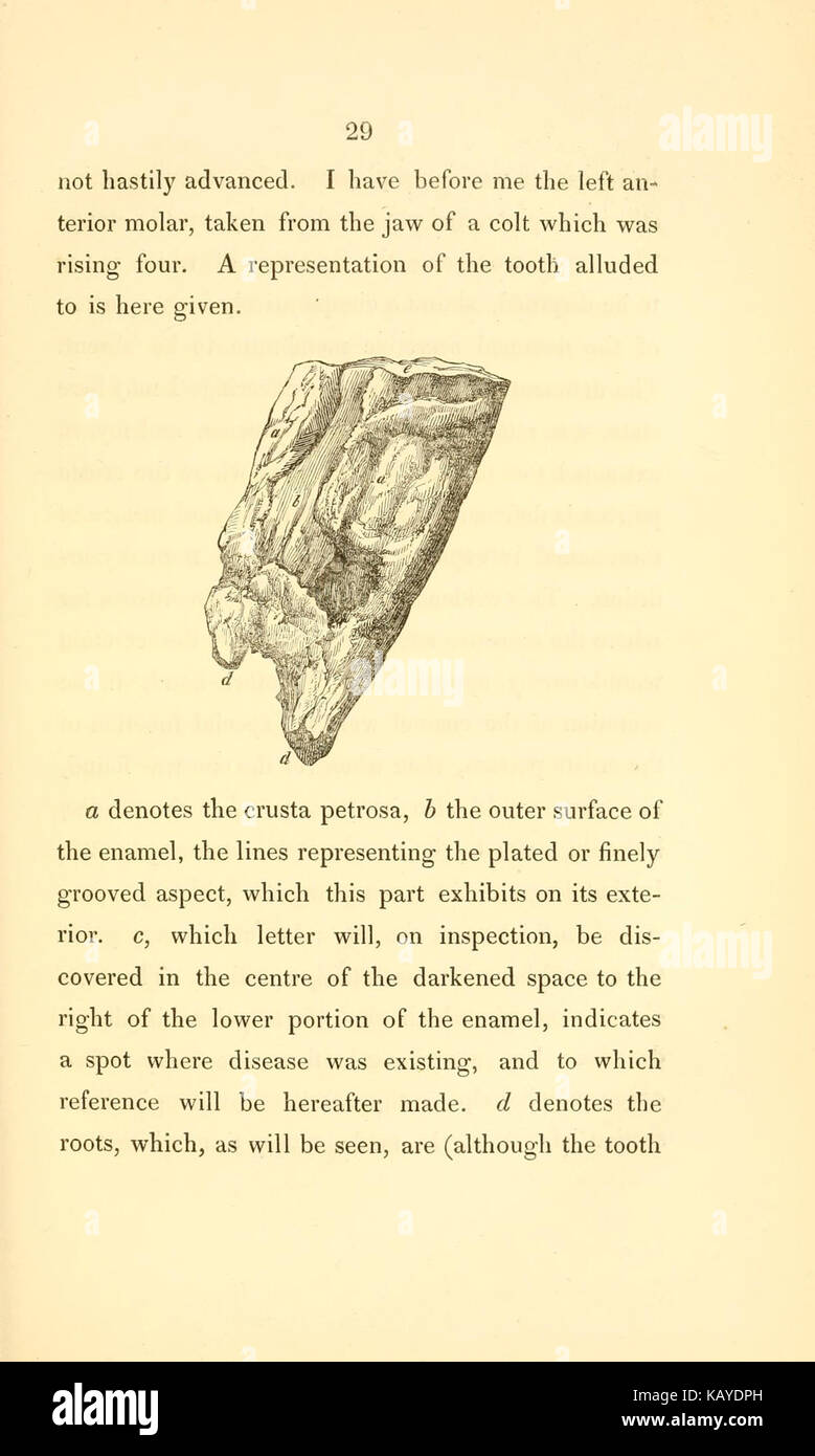 Une page illustrée de 'la bouche du cheval', une publication documentant l'anatomie et la structure de la bouche d'un cheval, utilisée dans des études vétérinaires et zoologiques. Banque D'Images