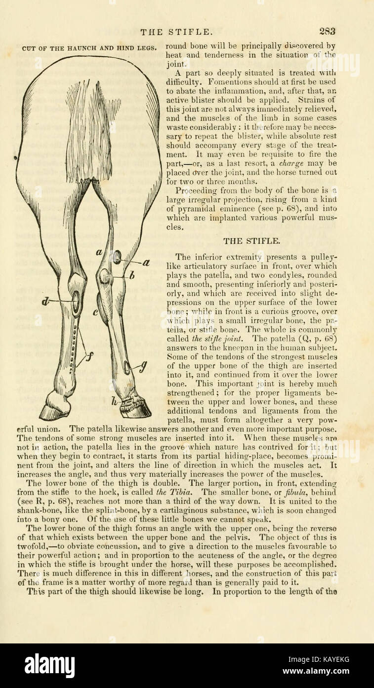 Cette page d'un livre sur les chevaux comprend des informations détaillées sur l'anatomie, le comportement et les races équines, visant à éduquer les lecteurs sur les caractéristiques biologiques et l'histoire des chevaux. Banque D'Images