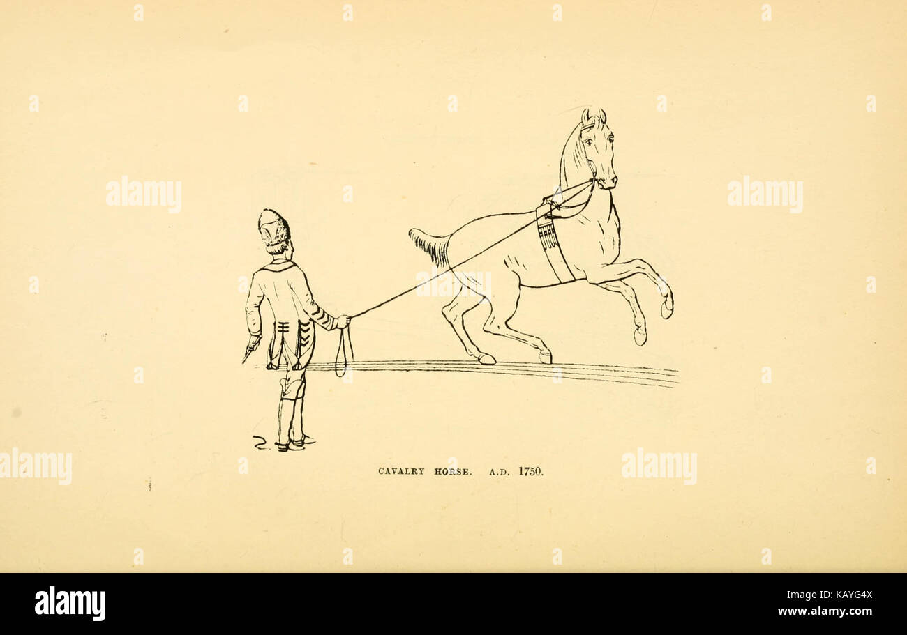 Le cheval BHL21422177 Banque D'Images