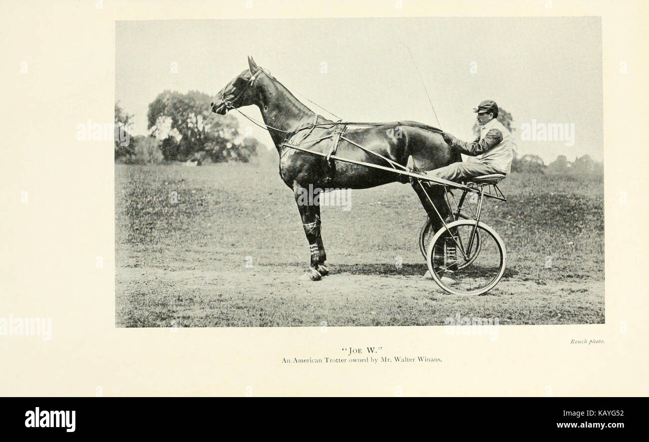 Le cheval BHL9342668 Banque D'Images