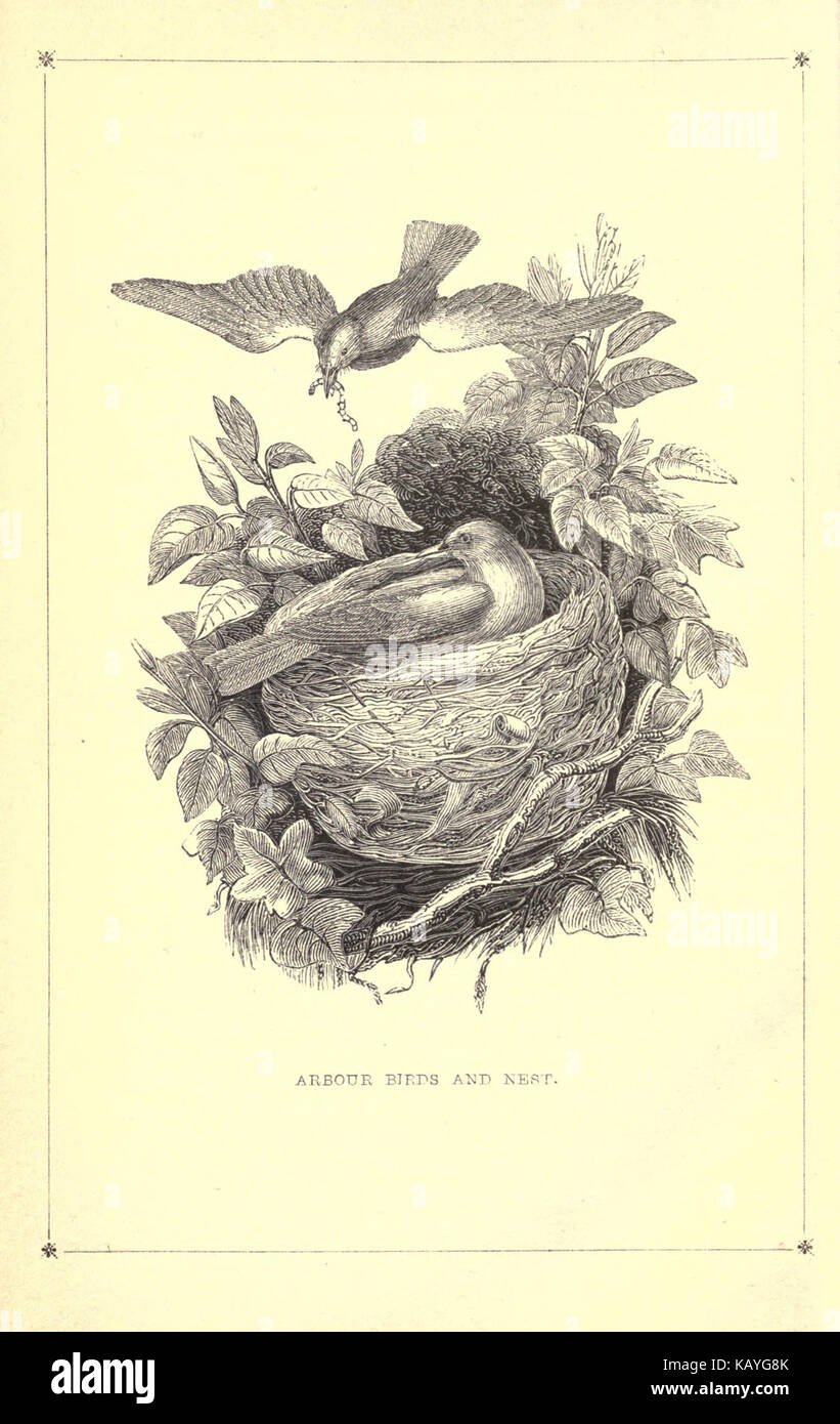 L'histoire naturelle des oiseaux de cage BHL21636079 Banque D'Images