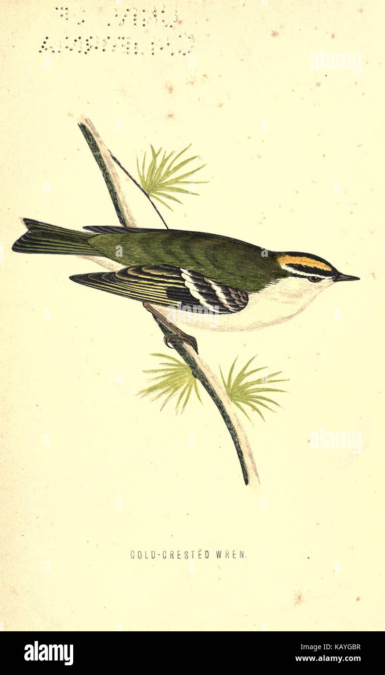 L'histoire naturelle des oiseaux de cage BHL21634986 Banque D'Images