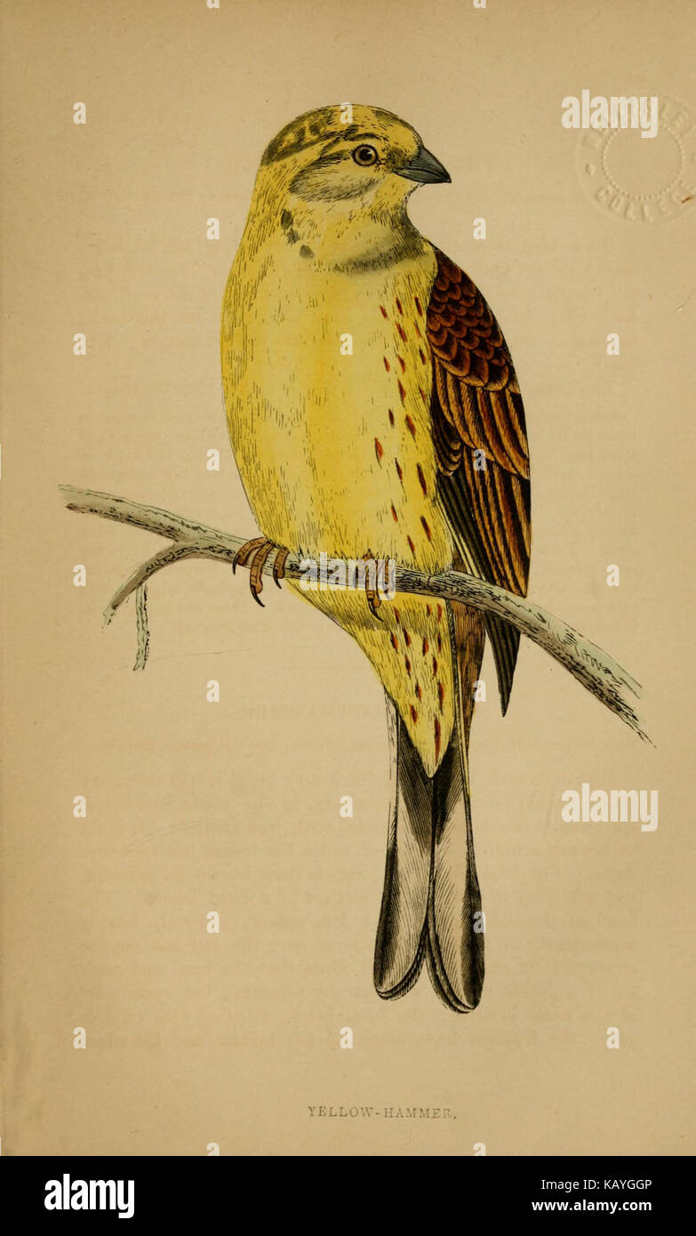 L'histoire naturelle des oiseaux de cage BHL20361354 Banque D'Images