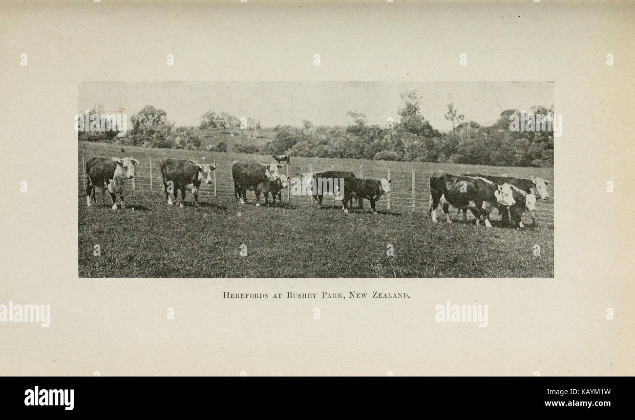 L'avenir de la viande du monde (page 75) BHL24123358 Banque D'Images
