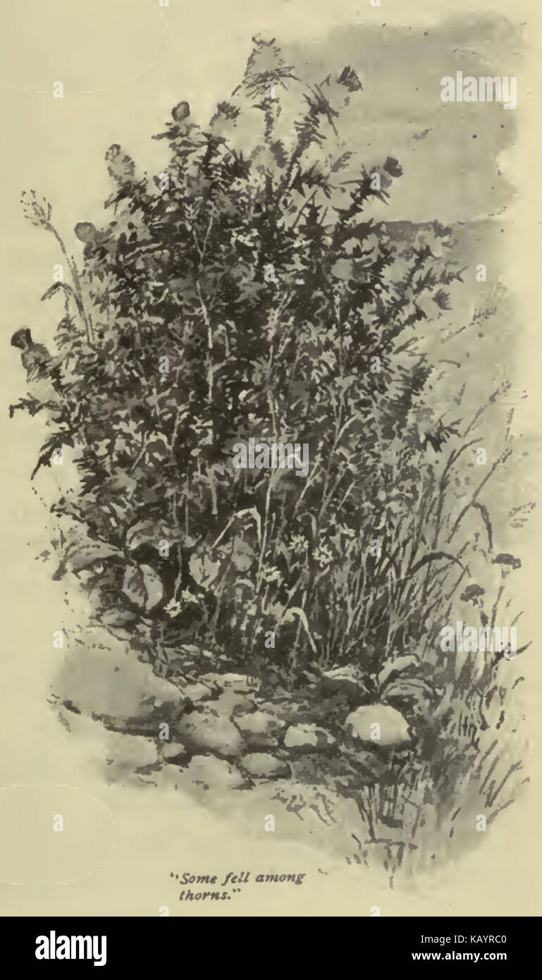 Les épines de la parabole du semeur symbolisent les obstacles et les distractions qui entravent la croissance personnelle et le développement spirituel. Cette histoire biblique explore les thèmes de la foi et de la persévérance face aux défis. Banque D'Images