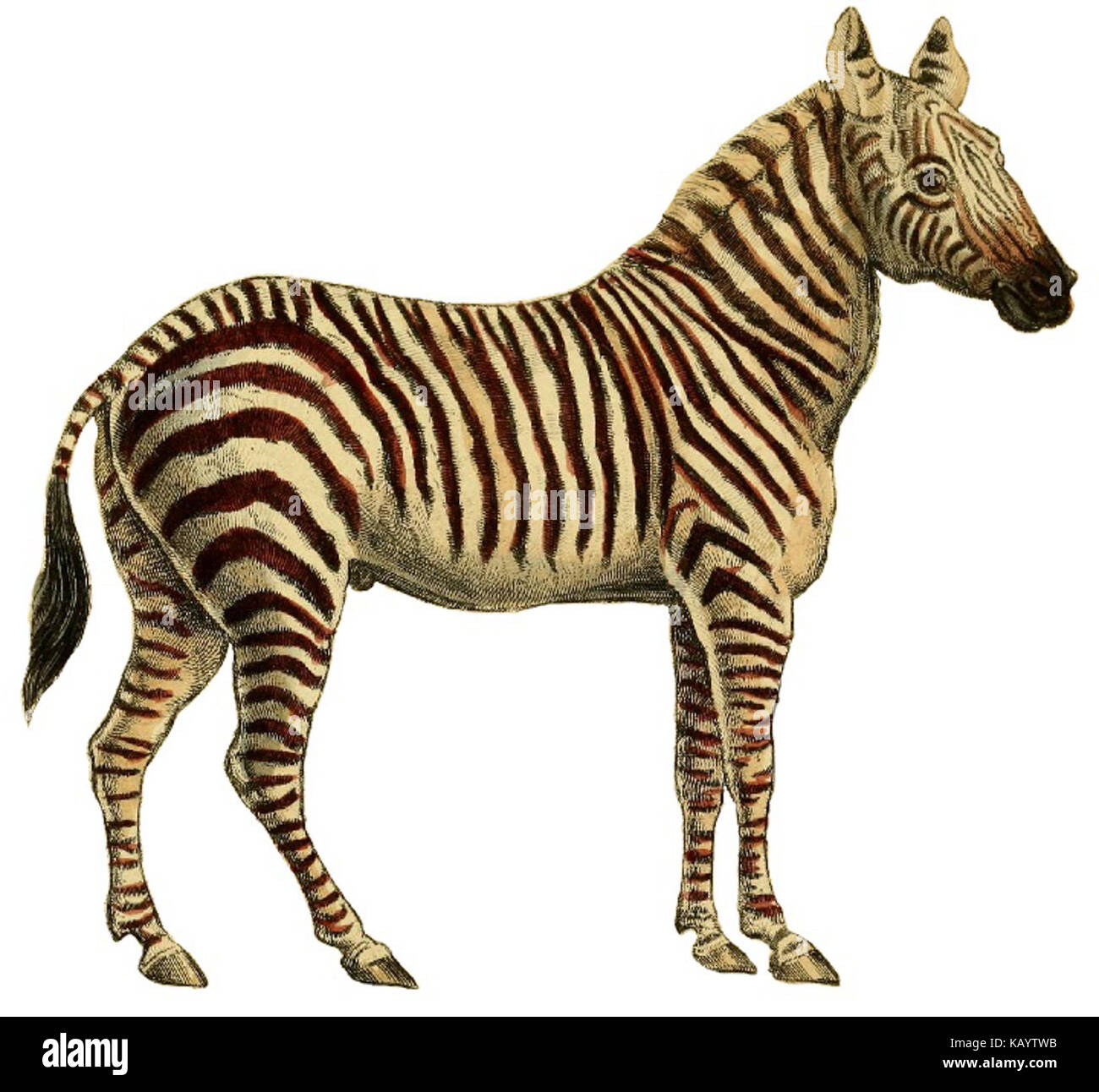 Une illustration tirée de l'histoire naturelle des chevaux, montrant une variété de races de chevaux et leurs caractéristiques anatomiques. La version recadrée se concentre sur des détails spécifiques de la structure des chevaux. Banque D'Images