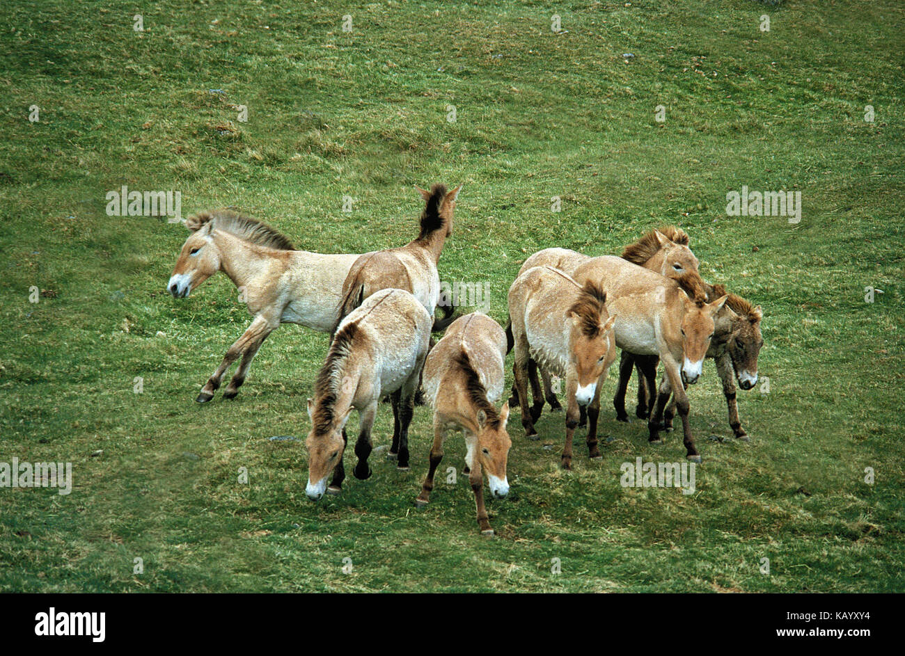 Les chevaux de Przewalski, porte, pré, Banque D'Images