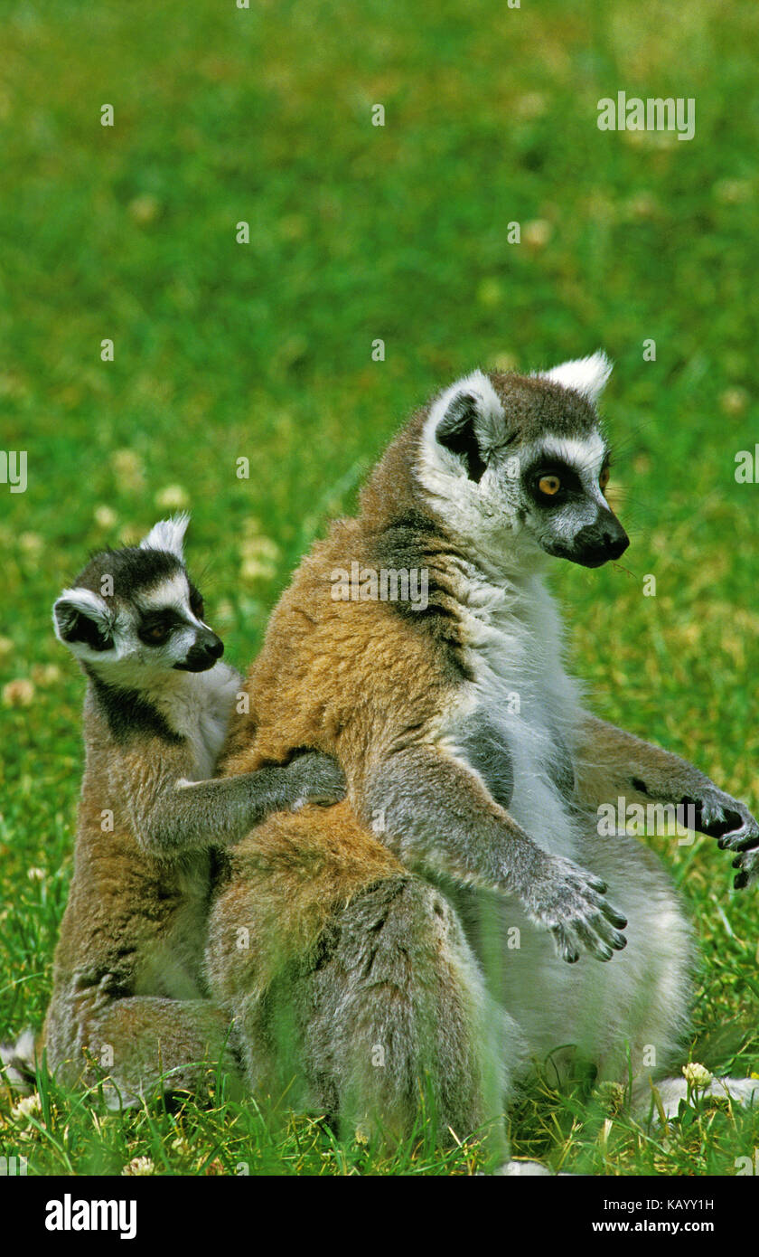 Kattas, lemur catta, mère avec jeune animal est assis dans l'herbe, sur le côté, Banque D'Images