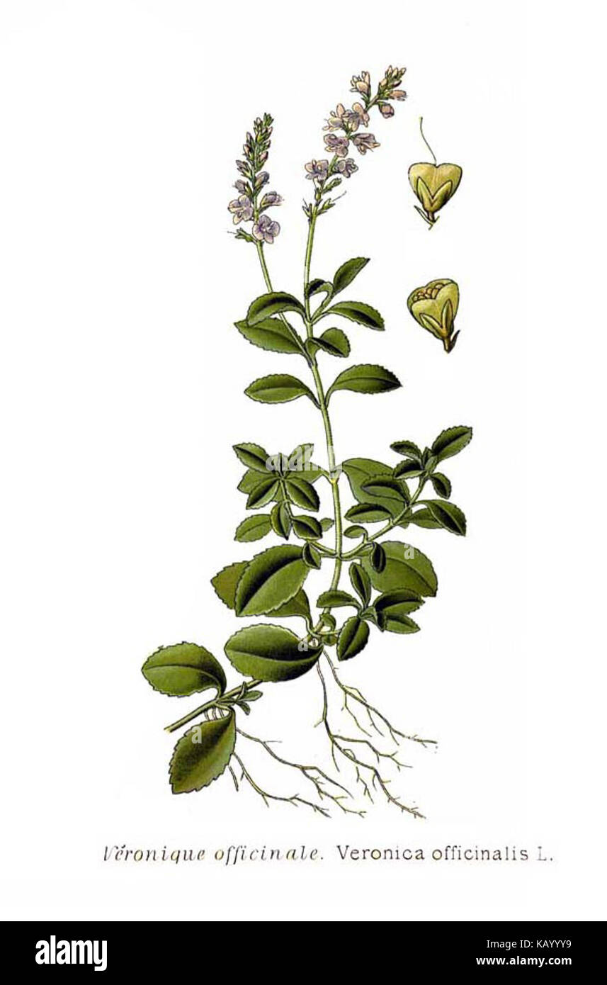 Veronica officinalis, communément appelé speedwell commun, est une plante vivace originaire d'Europe et d'Asie. Il est apprécié pour ses propriétés médicinales et est utilisé dans les remèdes à base de plantes pour la santé respiratoire et digestive. Banque D'Images
