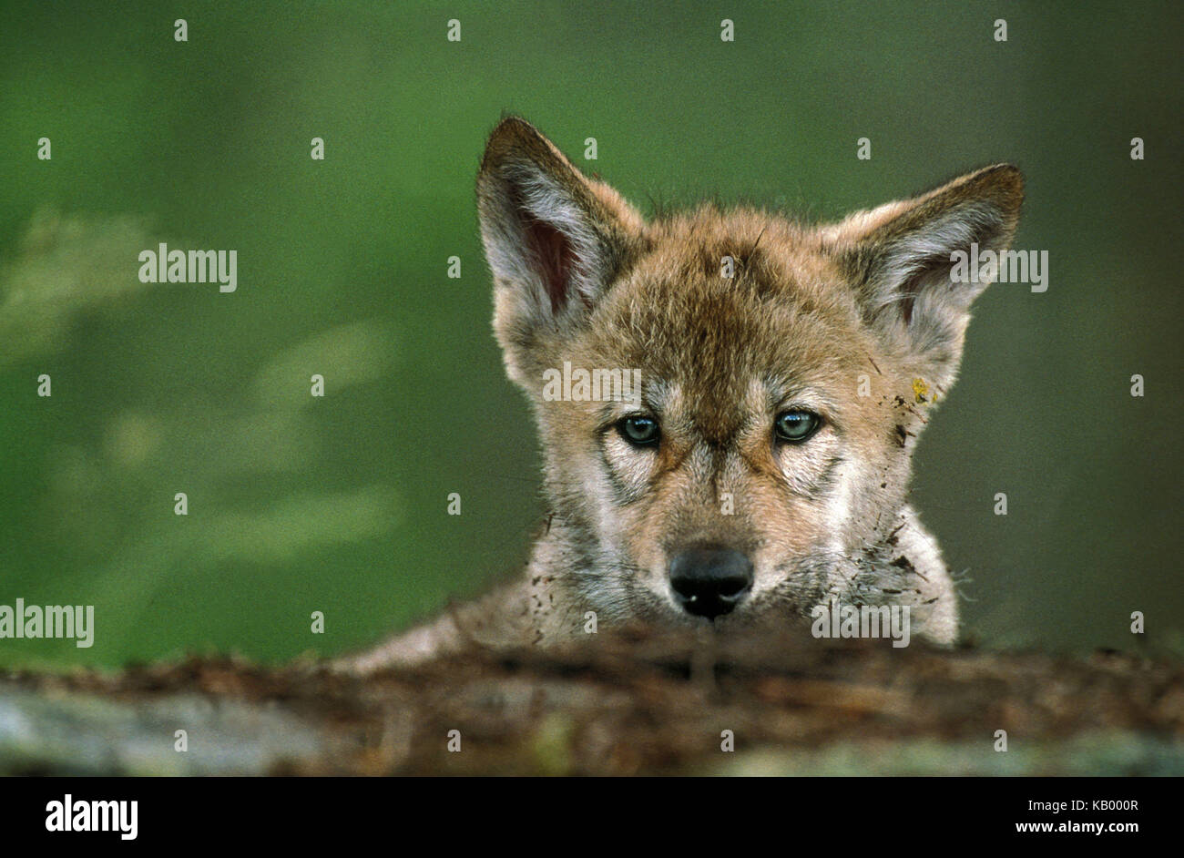 Loup européen, Canis lupus, jeune animal, portrait, Banque D'Images