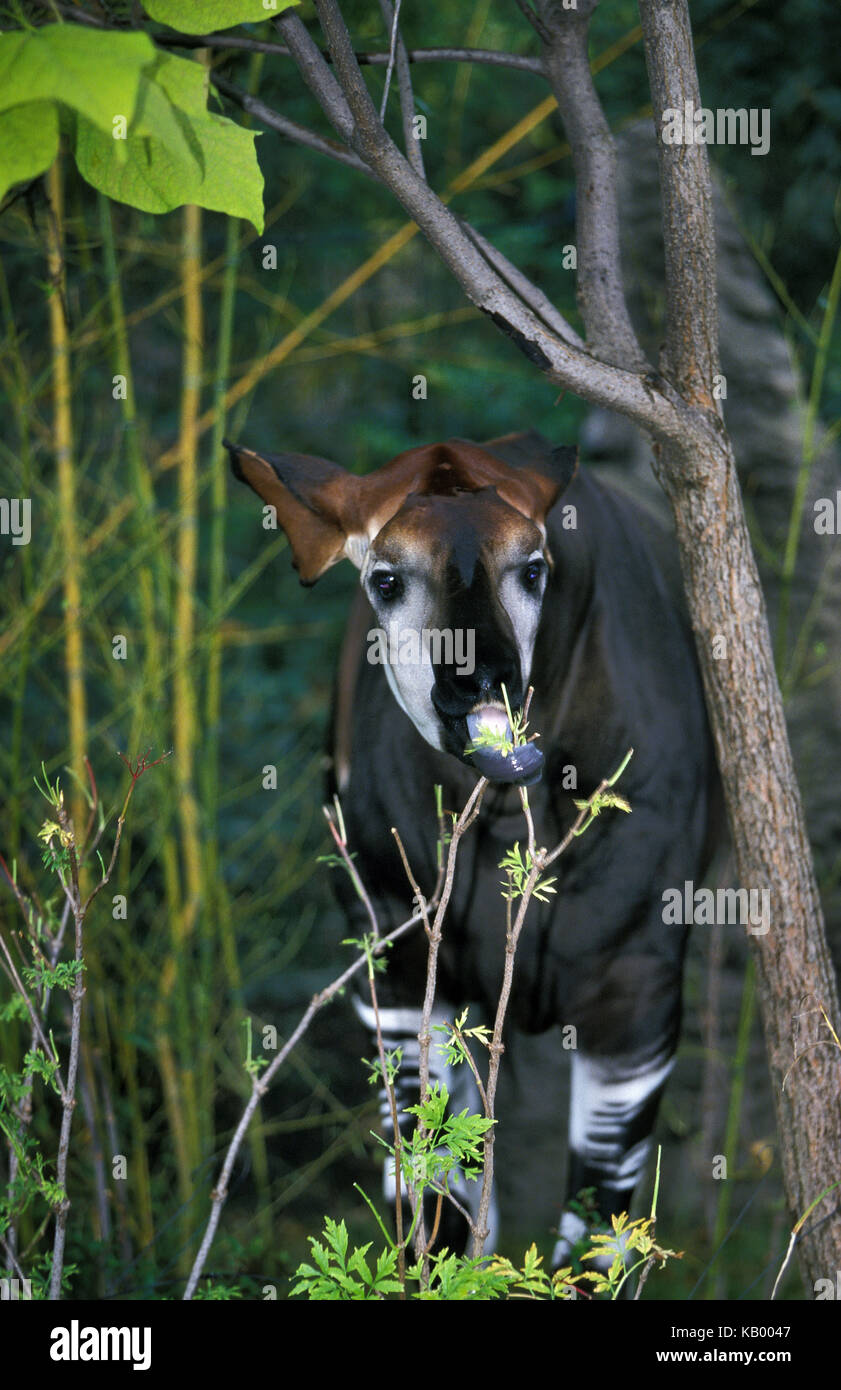 Okapi okapia johnstoni,, Banque D'Images