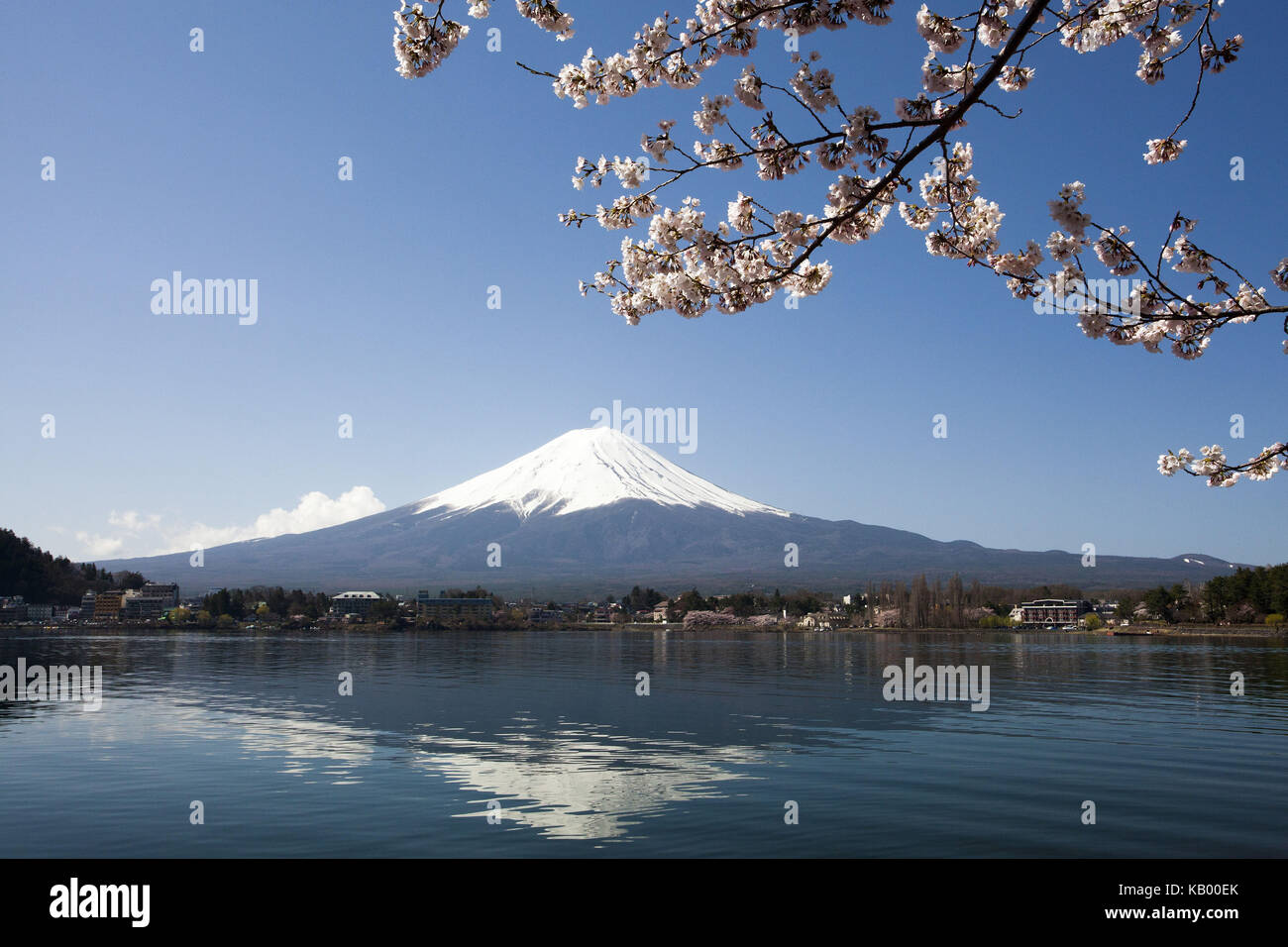 Au Japon, le cerisier fleurs, le lac et le mont Fuji, sayama Banque D'Images