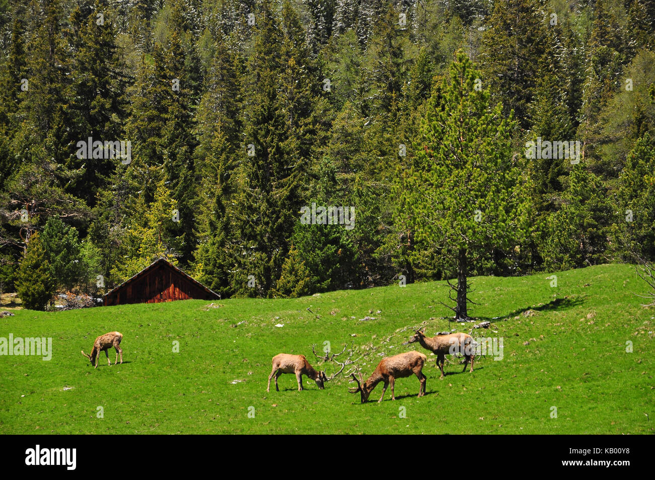 L'Italie, Tyrol du Sud, Villnösstal (Val di Funes), réserve naturelle, de prairies alpines, daims, boîtier de jeu, Banque D'Images