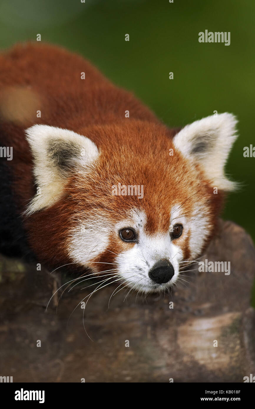 Panda rouge, Ailurus fulgens, portrait, Banque D'Images