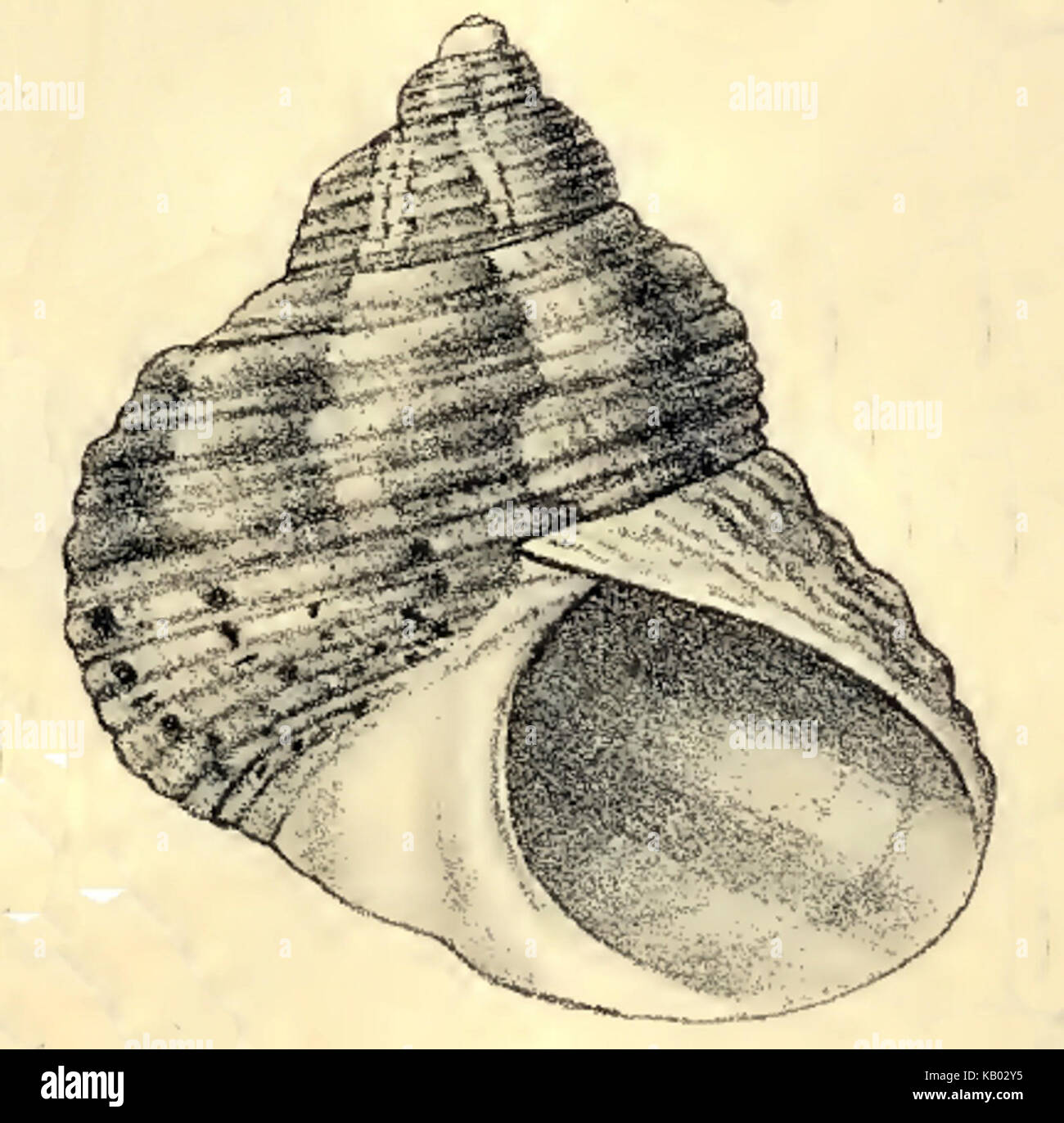 Turbo laetus est une espèce d'escargot de mer de la famille des Turbinidae, communément appelé escargots turban. Cette espèce est reconnue pour sa forme de coquille distincte et sa coloration vibrante. On le trouve dans les milieux marins, où il joue un rôle écologique important dans l’écosystème. Banque D'Images