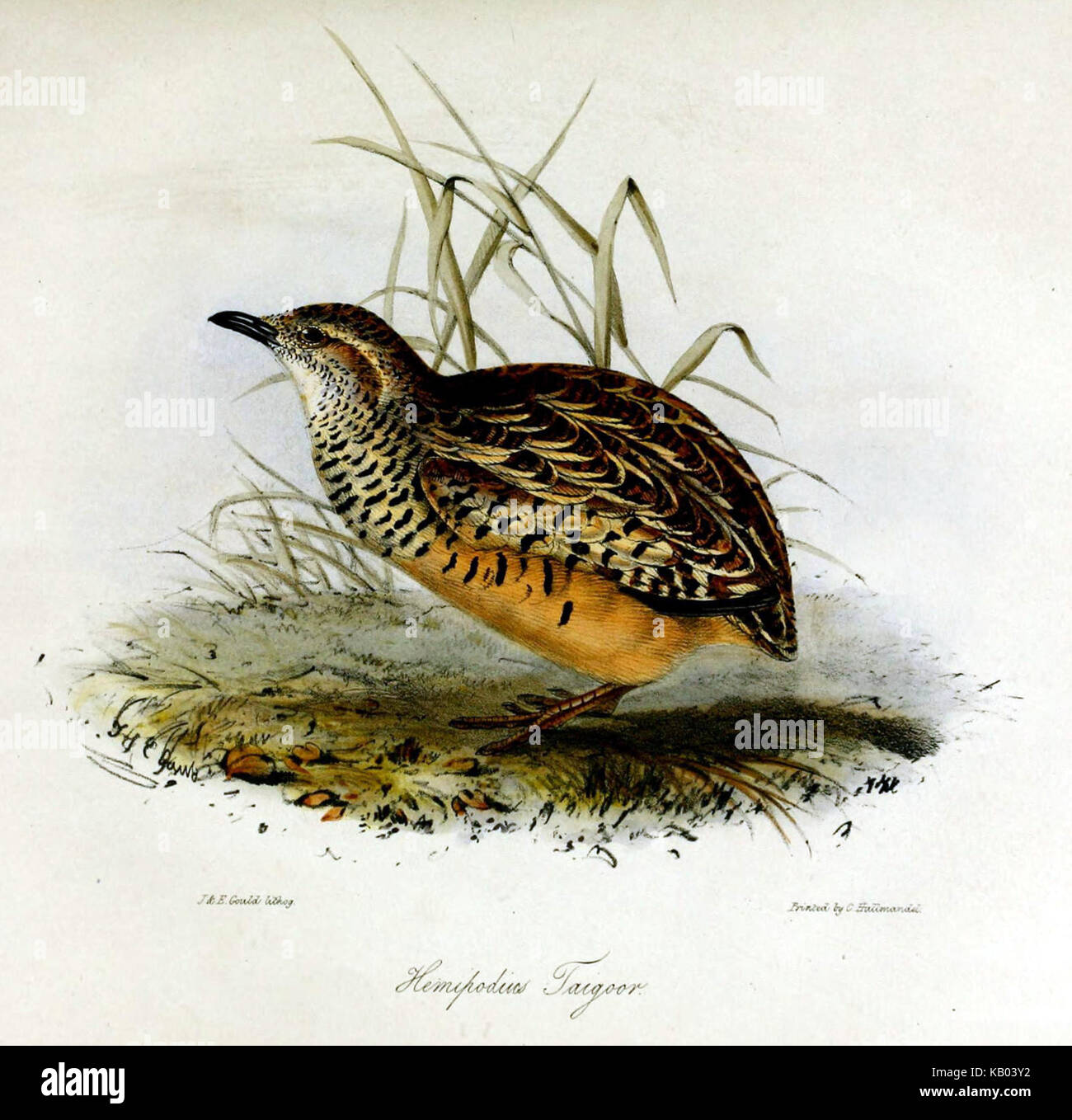 Turnix taigoor TZSL Banque D'Images
