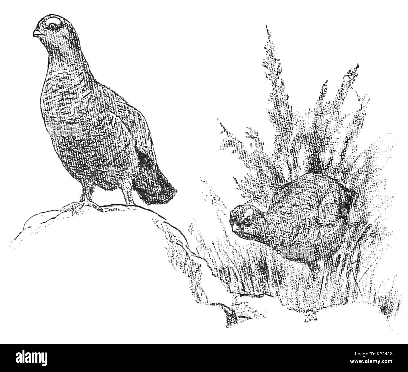 'Two Grouse' est une œuvre d'art de Charles Livingston Bull, mettant en valeur deux oiseaux dans un cadre naturel. Bull était connu pour ses représentations détaillées de la faune au début du XXe siècle. Banque D'Images