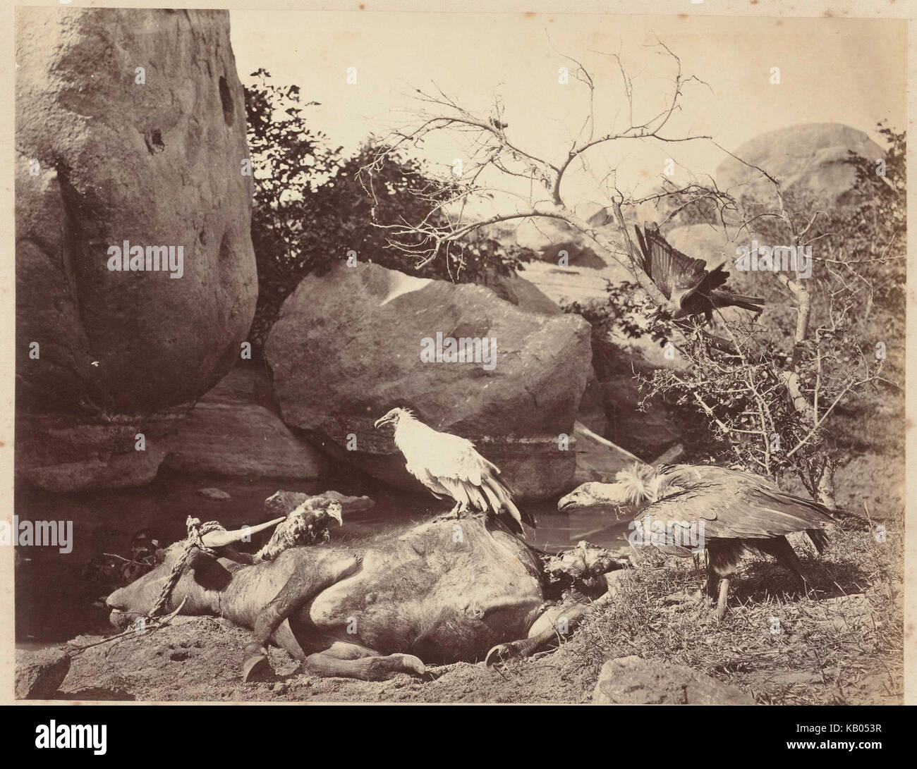 Vogels (wouw, gieren en kraai) bij een kadaver Banque D'Images