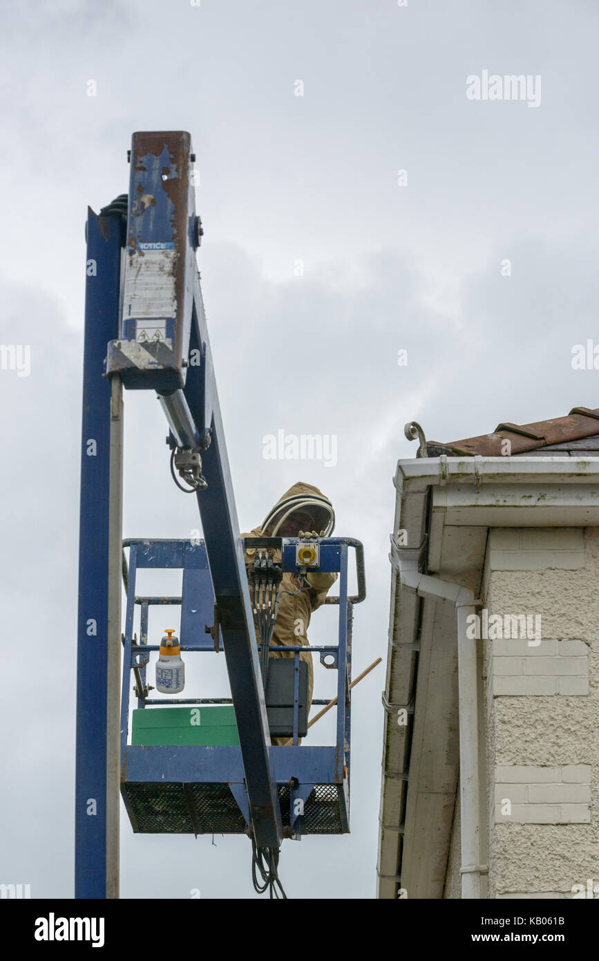Spécialiste de l'installation d'un antiparasitaire brood fort afin d'encourager une colonie d'abeilles à miel pour passer d'une chambre cheminée. Banque D'Images