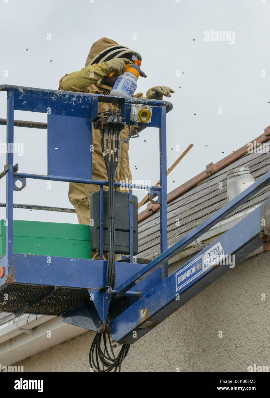 Spécialiste de l'installation d'un antiparasitaire brood fort afin d'encourager une colonie d'abeilles à miel pour passer d'une chambre cheminée. Banque D'Images